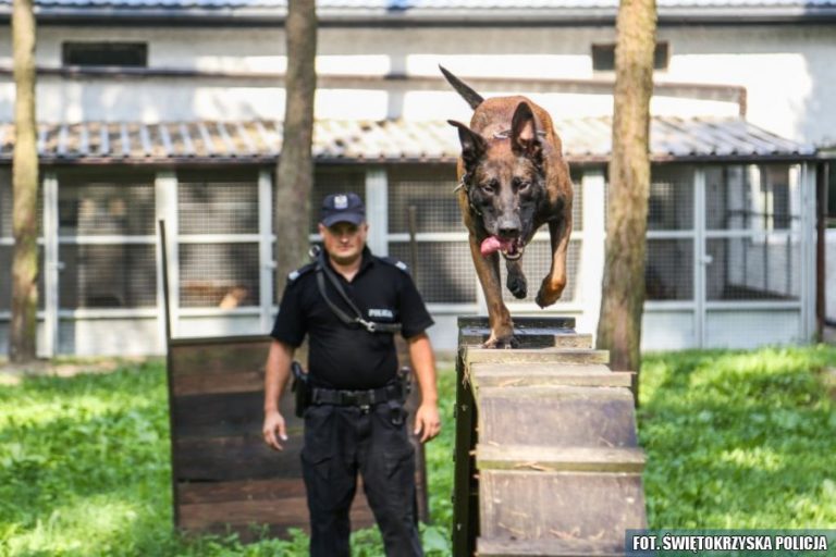 Poznaliśmy najlepszych czworonożnych funkcjonariuszy oraz ich przewodników