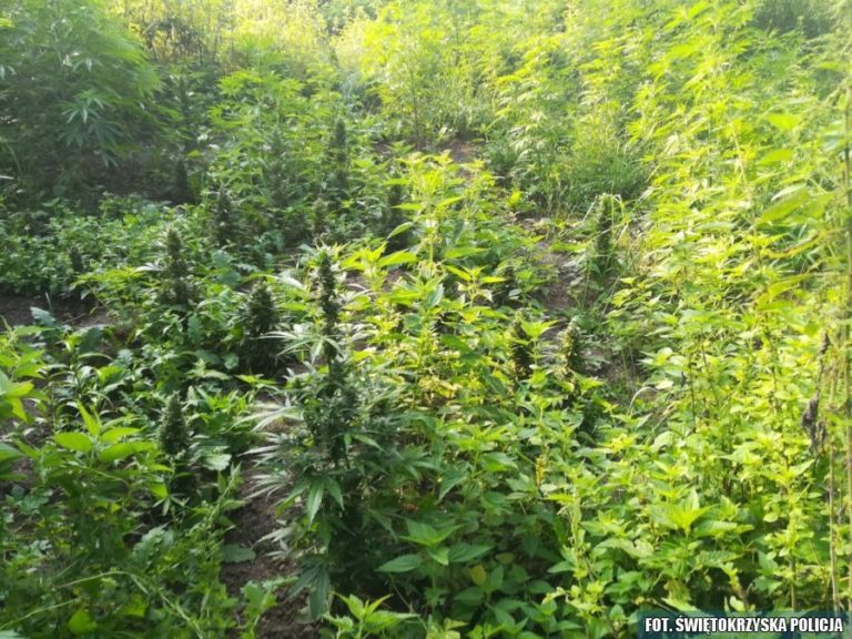 Zlikwidowali 2 plantacje, z których można by wyprodukować 4 kg marihuany