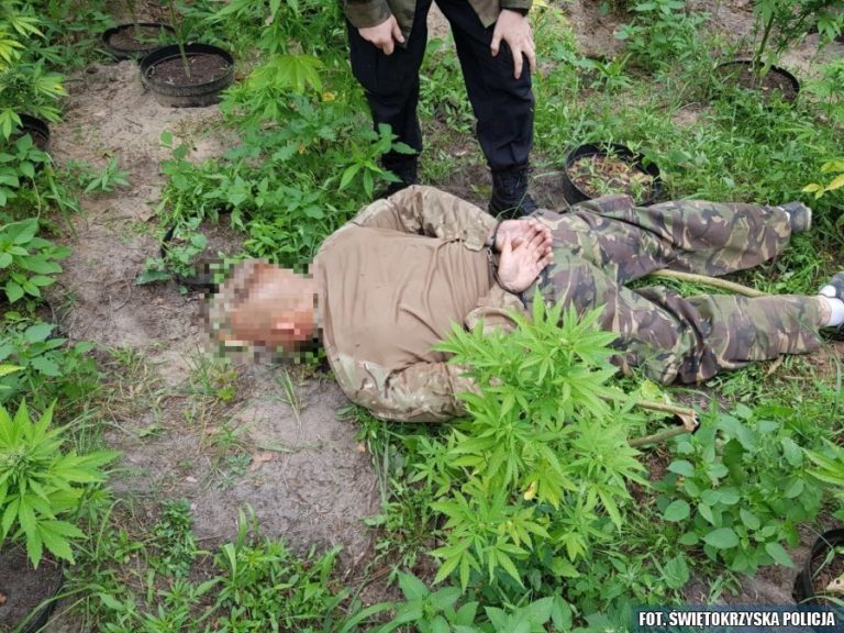 Leśne uprawy „na nielegalu”