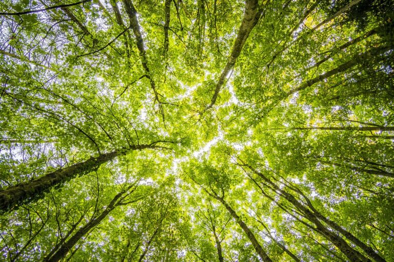 Utworzenie Regionalnej Grupy Interesariuszy realizującej działania w ramach międzynarodowego projektu pn. „NACAO – Nature-based Carbon Offsets”/Kompensacja emisji dwutlenku węgla oparta na naturze”