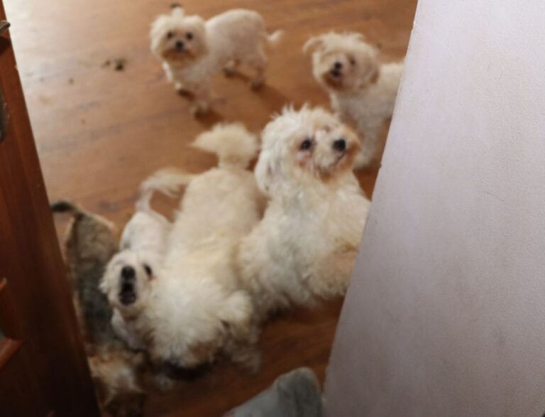 Nielegalna hodowla i złe warunki zwierząt