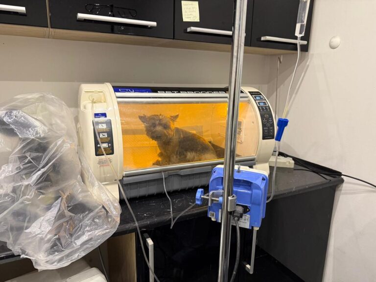 Przywrócili funkcje życiowe Abi, Yorkowi, który ucierpiał w pożarze