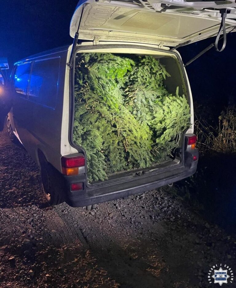 Udaremnili kradzież stroiszu jodłowego