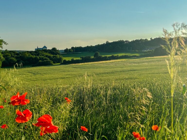Cykl fotografii ˝Nasza urokliwa Mała Ojczyzna˝ – Grząby Bolmińskie