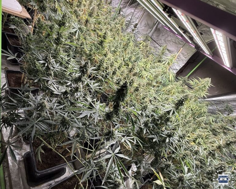 Nielegalna plantacja zlikwidowana przez policjantów z Kielc