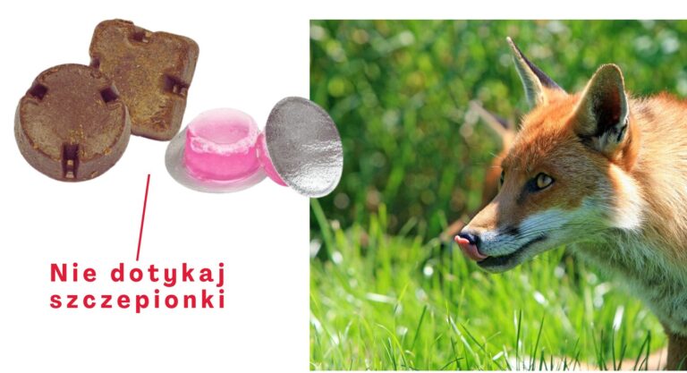 Szczepienia lisów przeciwko wściekliźnie