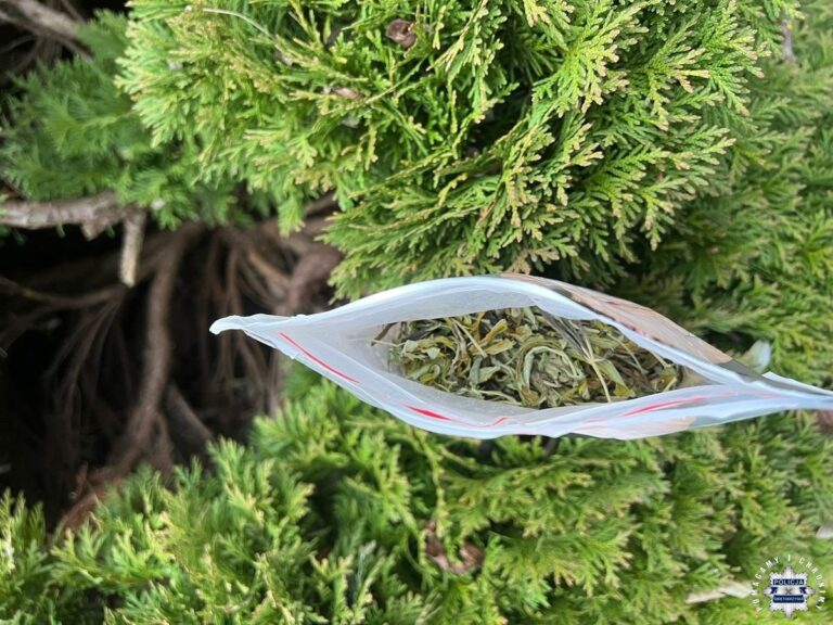 Skrytka na narkotyki w krzewie tui