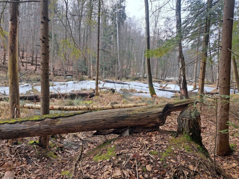„Uroczysko Tumlińskie”- nowy rezerwat przyrody