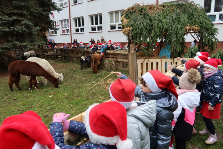 Żywa szopka bożonarodzeniowa w Oblęgorku niezwykłą atrakcją dla uczniów i mieszkańców.  Są tu nawet alpaki!