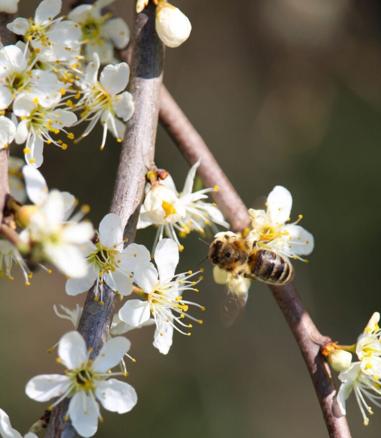 W powiecie przybywa drzew i krzewów miododajnych