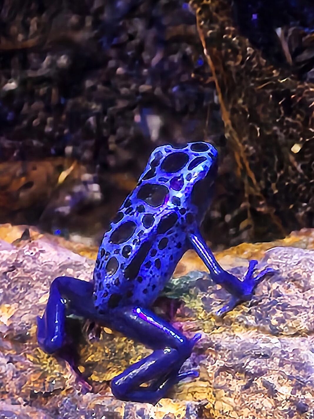 Niebieska egzotyczna żaba na kamieniu