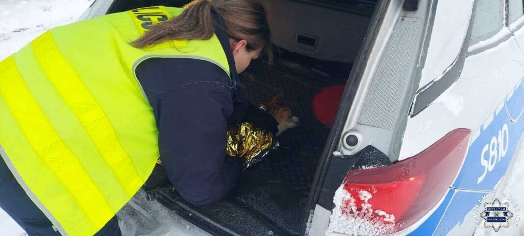 Policjantka opatrująca wychłodzonego psa w bagażniku radiowozu na tle śniegu.