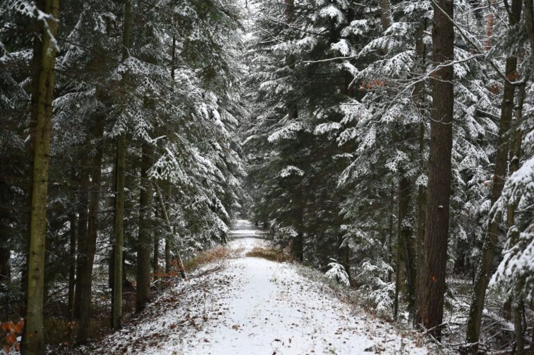 Śladem dawnej kolejki wąskotorowej