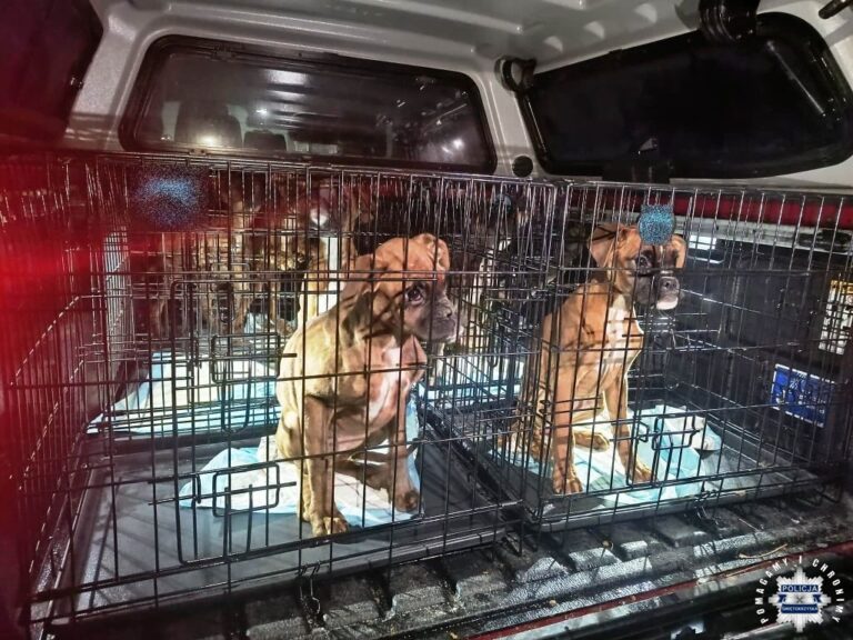 Nielegalna hodowla, złe warunki i znęcanie się