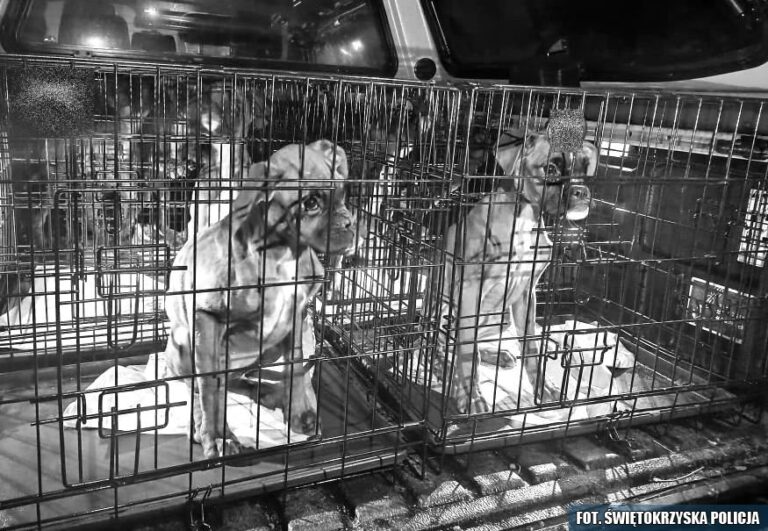 Stanowisko w sprawie interwencji w gminie Zagnańsk