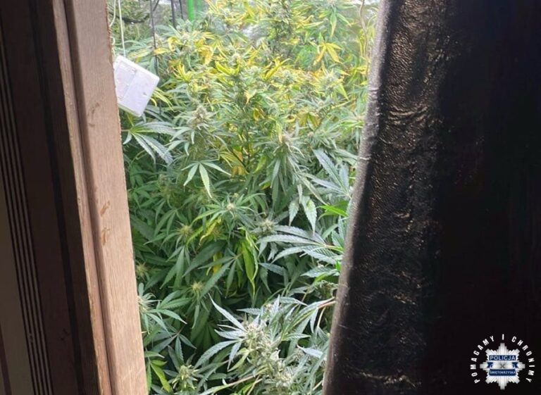 Recydywa z plantacją konopi